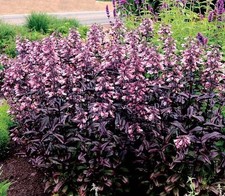 Penstemon 'Dakota Burgundy'