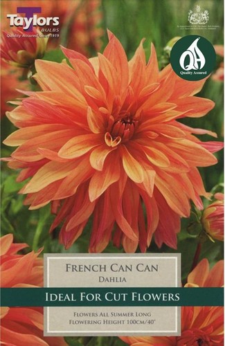 Dahlia bulb tuber french - dahlia, 'french