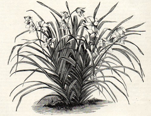 Cymbidium eburneum 1894 botany - cymbidium,