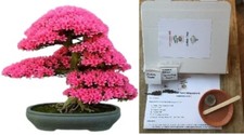 Grow Your Own Bonsai Starter