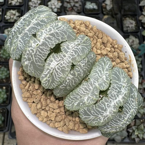 6cm succulent plant haworthia - succulent,