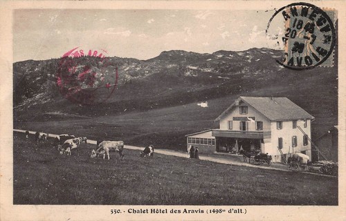 Animals cows front of - in,