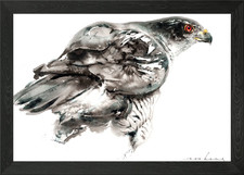 Goshawk Framed Wall Art Poster