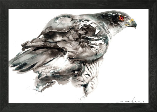 Goshawk framed wall - framed, poster