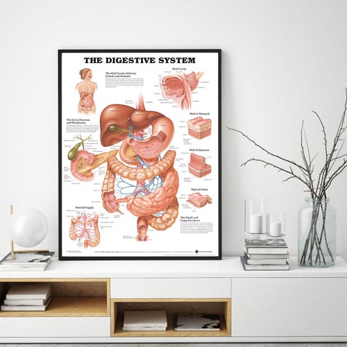 The digestive system - uk,