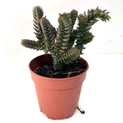 Crassula muscosa succulent