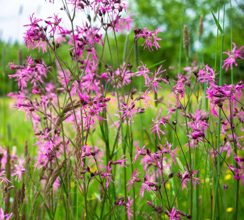 Lychnis flos cuculi ragged - flos-cuculi, (ragged