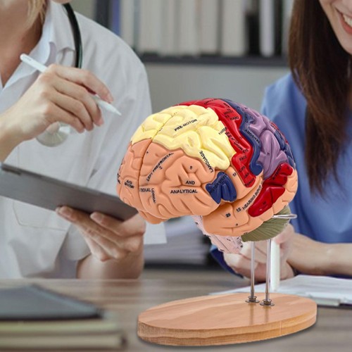 Human brain model teaching - human,