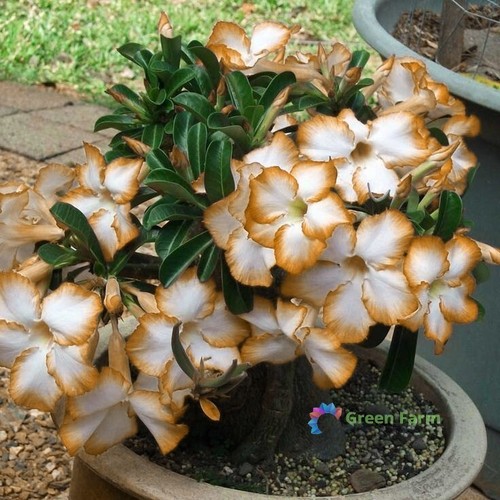 Seeds adenium desert rose - desert,