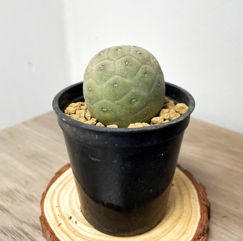 Tephrocactus geometricus
