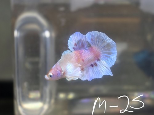 Nemo dumbo male betta fish - male,
