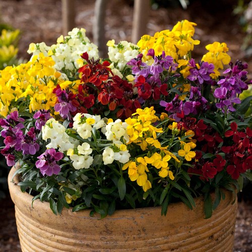 Wallflower sugar rush - wallflower,