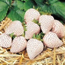 3x Strawberry 'Snow White' XXL Jumbo Plug Plants White Fruits - 24HR DISPATCH