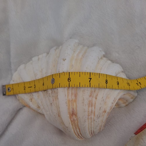 Large natural clam - ,