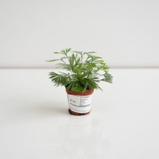 Actiniopteris Australis -