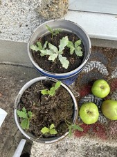 English OAK TREE saplings 10 -