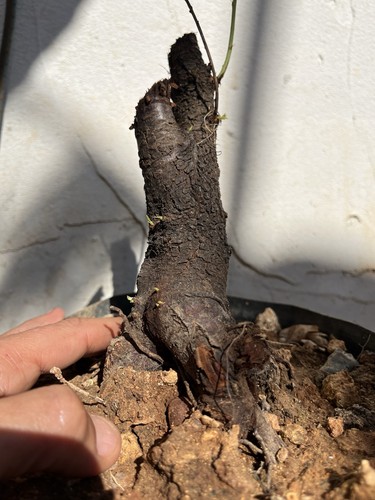 Almond bonsai yamadori - yamadori, di
