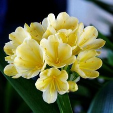 5 Clivia Seeds Kaffir Lily Clivia miniata Garden Flowers
