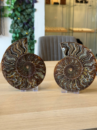 Ammonite pair h13cm - x, w11cm
