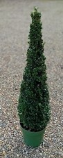 Buxus sempervirens (Common