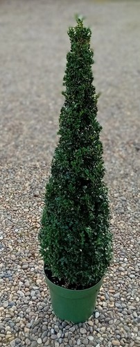 Buxus sempervirens common - buxus,