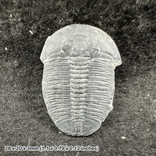 Elrathia kingi Trilobite