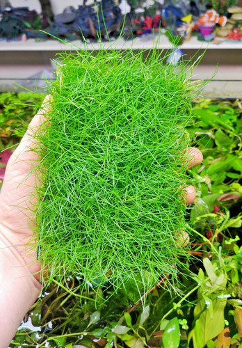 Eleocharis parvula dwarf