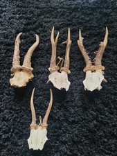 4 Roe Deer Antlers