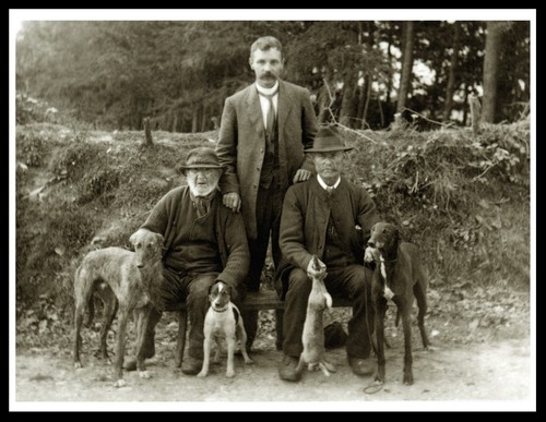Lurcher greyhound men - greyhound,