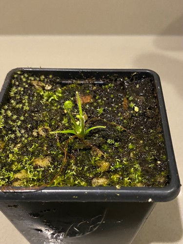 Drosera tracyi tracy s - tracyi, tracy’s