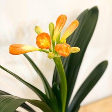 Clivia miniata - Bush Lily