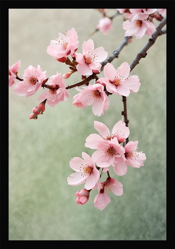 Serene cherry blossom framed - serene,