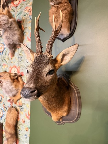 Taxidermy roe deer head - taxidermy,