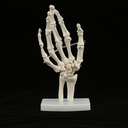 Anatomical life size human - anatomical,