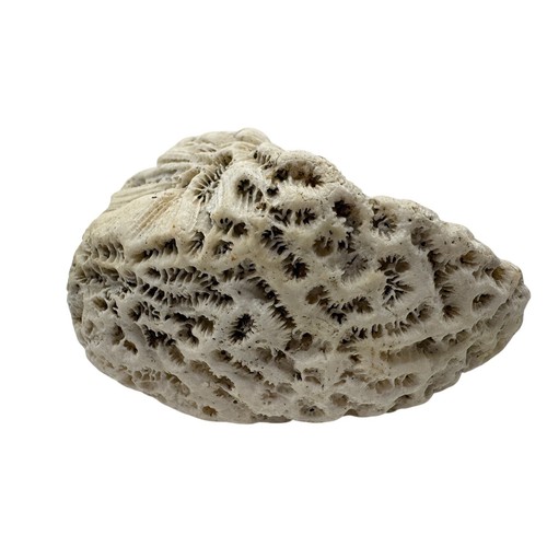 Natural fossilized brain - natural,
