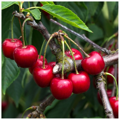 Merton premier cherry tree - cherry,