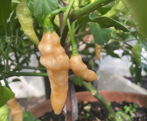 Hot peach naga bhut jolokia - naga,