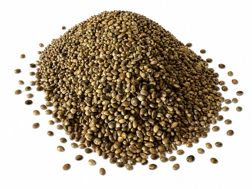Unprepared hemp seed carp - seed,