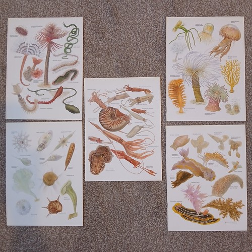 Anemone coral sea animals - anemone,