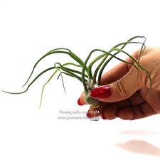 Tillandsia Bulbosa. Air plant houseplant or vivararium terrarium | very hardy