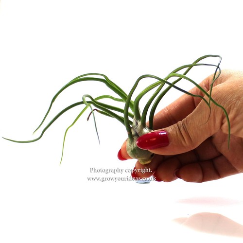 Tillandsia bulbosa air - tillandsia,