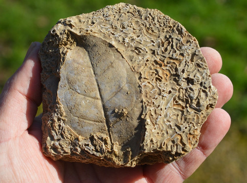Amazing rare fossil - amazing, &