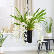 60cm Cymbidium Sarah Jean Ice