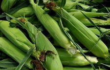 SWEET CORN SWEETCORN GOLDEN