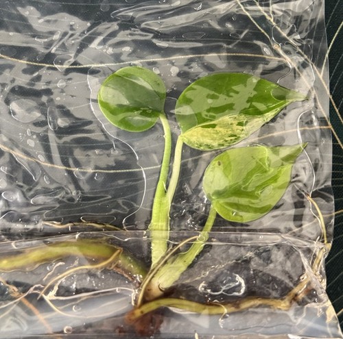 Monstera bulbasaur tissue - bulbasaur,