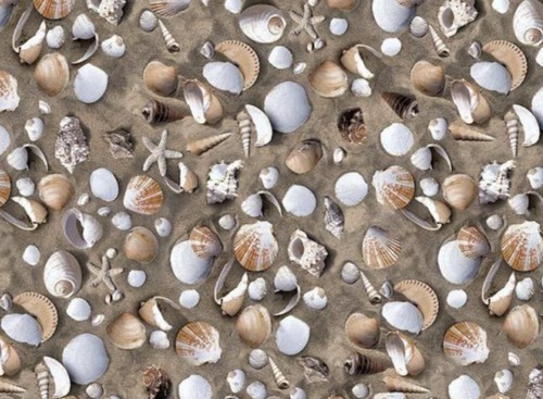 Sea shells sand self - shells,