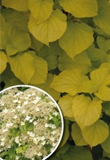  Climbing Hydrangea anomala subsp. petiolaris 'Brightside'