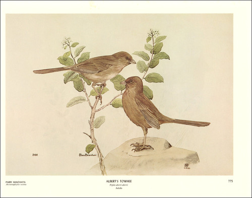 1968 vintage print alberts - 1968,