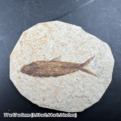 Fish fossil eocene period - eocene,