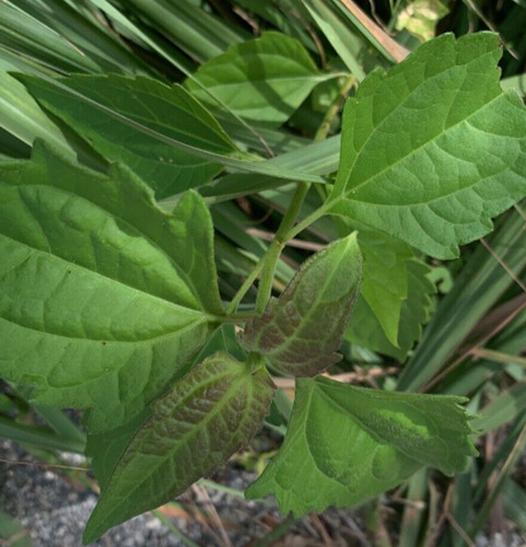 Pie languichat dream herb - pie,